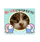 景虎(カゲトラ)君の成猫スタンプ4☆（個別スタンプ：5）