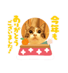 景虎(カゲトラ)君の成猫スタンプ4☆（個別スタンプ：17）