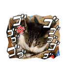 景虎(カゲトラ)君の成猫スタンプ4☆（個別スタンプ：19）