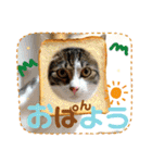 景虎(カゲトラ)君の成猫スタンプ4☆（個別スタンプ：21）