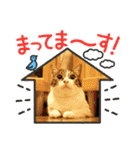 景虎(カゲトラ)君の成猫スタンプ4☆（個別スタンプ：22）