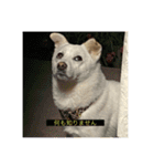 字幕ちくわ（個別スタンプ：4）