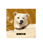 字幕ちくわ（個別スタンプ：6）