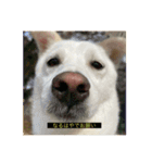 字幕ちくわ（個別スタンプ：8）