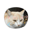 のりお色々（個別スタンプ：1）