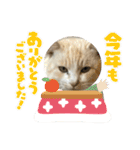 のりお色々（個別スタンプ：13）
