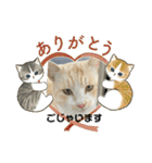 のりお色々（個別スタンプ：30）