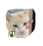 のりお色々（個別スタンプ：34）