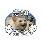のりお色々（個別スタンプ：36）