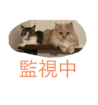 ここ、るる、りく（個別スタンプ：1）