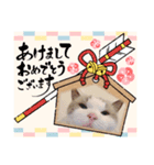 年末正月たぬきねこ（個別スタンプ：1）