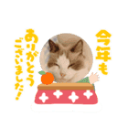 年末正月たぬきねこ（個別スタンプ：3）