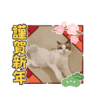 年末正月たぬきねこ（個別スタンプ：4）