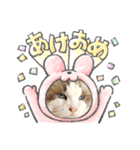 年末正月たぬきねこ（個別スタンプ：6）