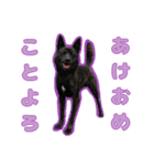 甲斐犬松風のお正月スタンプ（個別スタンプ：3）