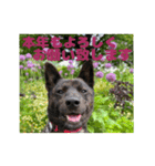 甲斐犬松風のお正月スタンプ（個別スタンプ：5）