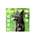 甲斐犬松風のお正月スタンプ（個別スタンプ：7）
