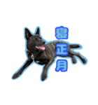 甲斐犬松風のお正月スタンプ（個別スタンプ：8）