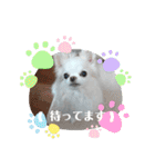 チワワなりに生きてます②（個別スタンプ：1）