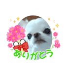 チワワなりに生きてます②（個別スタンプ：4）