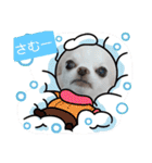 チワワなりに生きてます②（個別スタンプ：5）