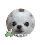 チワワなりに生きてます②（個別スタンプ：6）