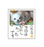 チワワなりに生きてます②（個別スタンプ：8）