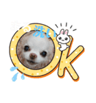 チワワなりに生きてます②（個別スタンプ：9）