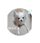 チワワなりに生きてます②（個別スタンプ：11）