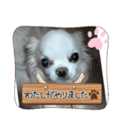 チワワなりに生きてます②（個別スタンプ：14）