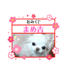 チワワなりに生きてます②（個別スタンプ：17）
