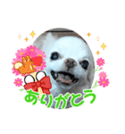 チワワなりに生きてます②（個別スタンプ：19）