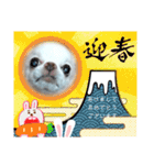 チワワなりに生きてます②（個別スタンプ：22）
