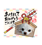 チワワなりに生きてます②（個別スタンプ：24）