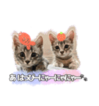 うるたまるたち（個別スタンプ：13）