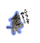 うるたまるたち（個別スタンプ：22）