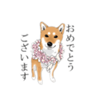 柴犬こむぎスタンプ(日常)（個別スタンプ：11）