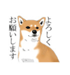 柴犬こむぎスタンプ(日常)（個別スタンプ：12）