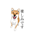 柴犬こむぎスタンプ(日常)（個別スタンプ：15）