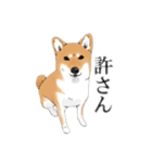 柴犬こむぎスタンプ(日常)（個別スタンプ：20）