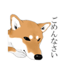 柴犬こむぎスタンプ(日常)（個別スタンプ：21）