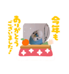 Pi-chan happy stamp（個別スタンプ：4）