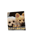LUNA＆SEAのつぶやきとぼやき～ワンワン（個別スタンプ：2）