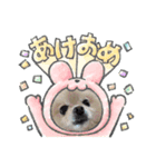 ポメポメアイスのお正月スタンプ（個別スタンプ：3）