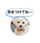 かねねんのうめ吉くん⑤（個別スタンプ：1）