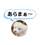 かねねんのうめ吉くん⑤（個別スタンプ：4）