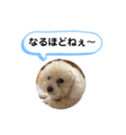 かねねんのうめ吉くん⑤（個別スタンプ：16）