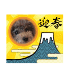 いつも可愛いわんわん（個別スタンプ：1）