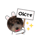 いつも可愛いわんわん（個別スタンプ：8）