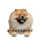 Lilo the Chow 2023 敬語ver.（個別スタンプ：1）